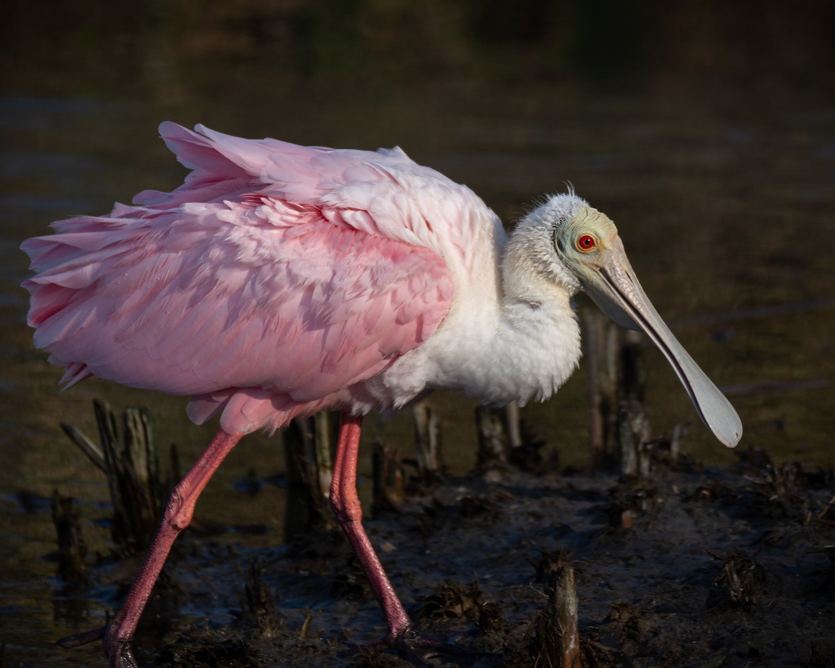 Roseate Spoonbill - ML517859601