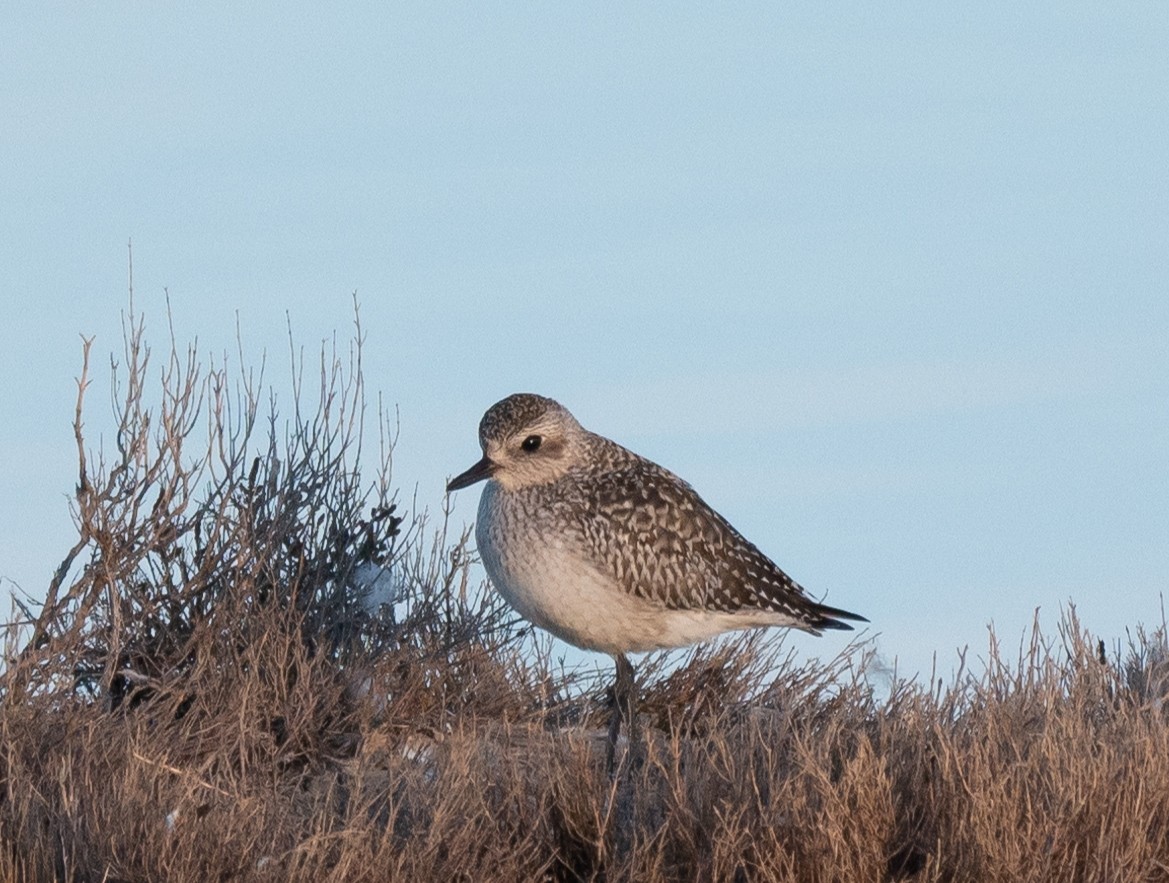 Black-bellied Plover - Gonzalo Astete Sánchez