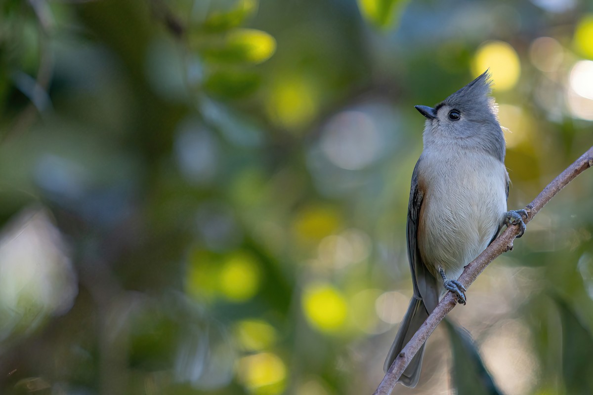 Tufted Titmouse - Prineet Anand