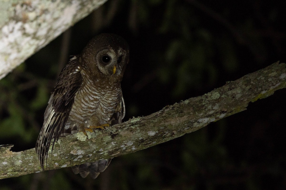 African Wood-Owl - ML517863401