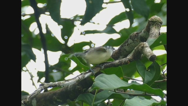 Rusty-winged Antwren - ML517864651