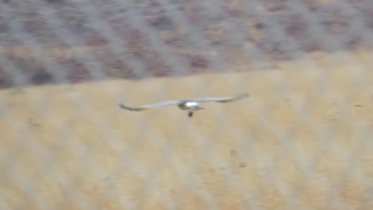 Northern Harrier - ML517866041