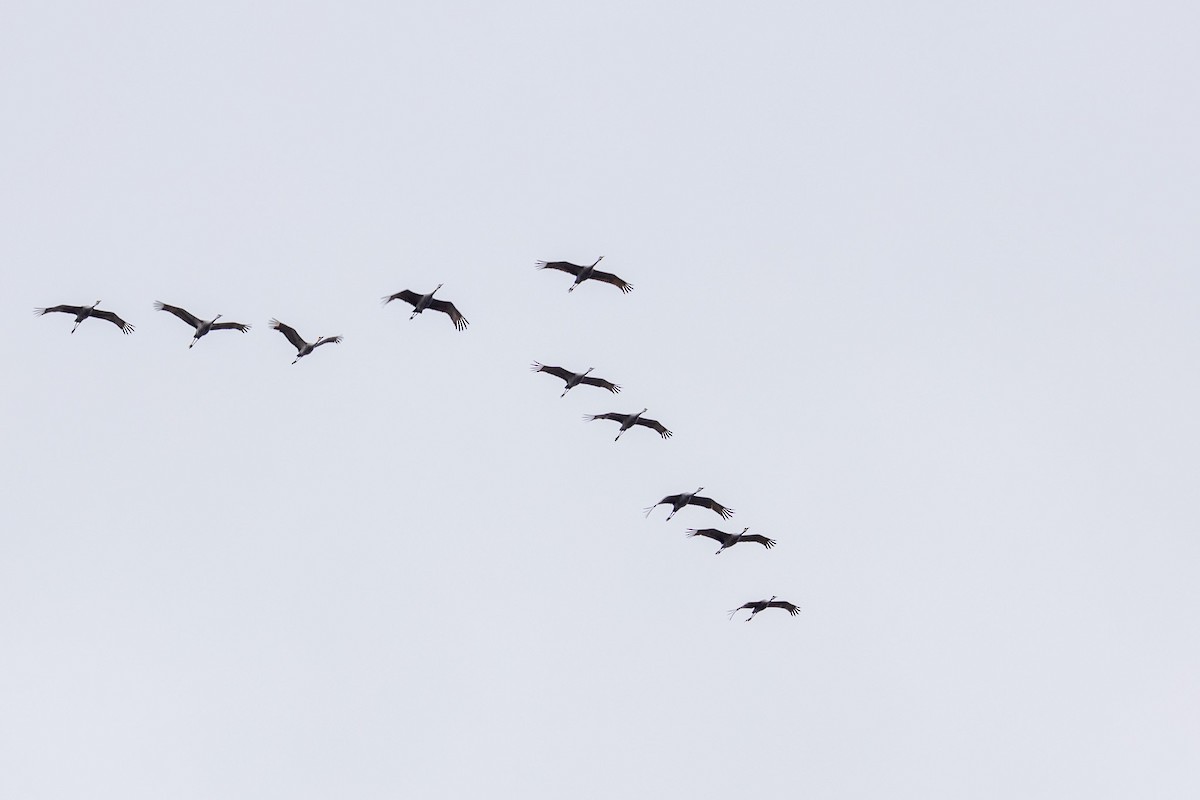 Sandhill Crane - ML517866291