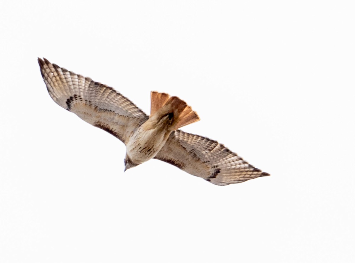 Red-tailed Hawk (borealis) - ML517866451