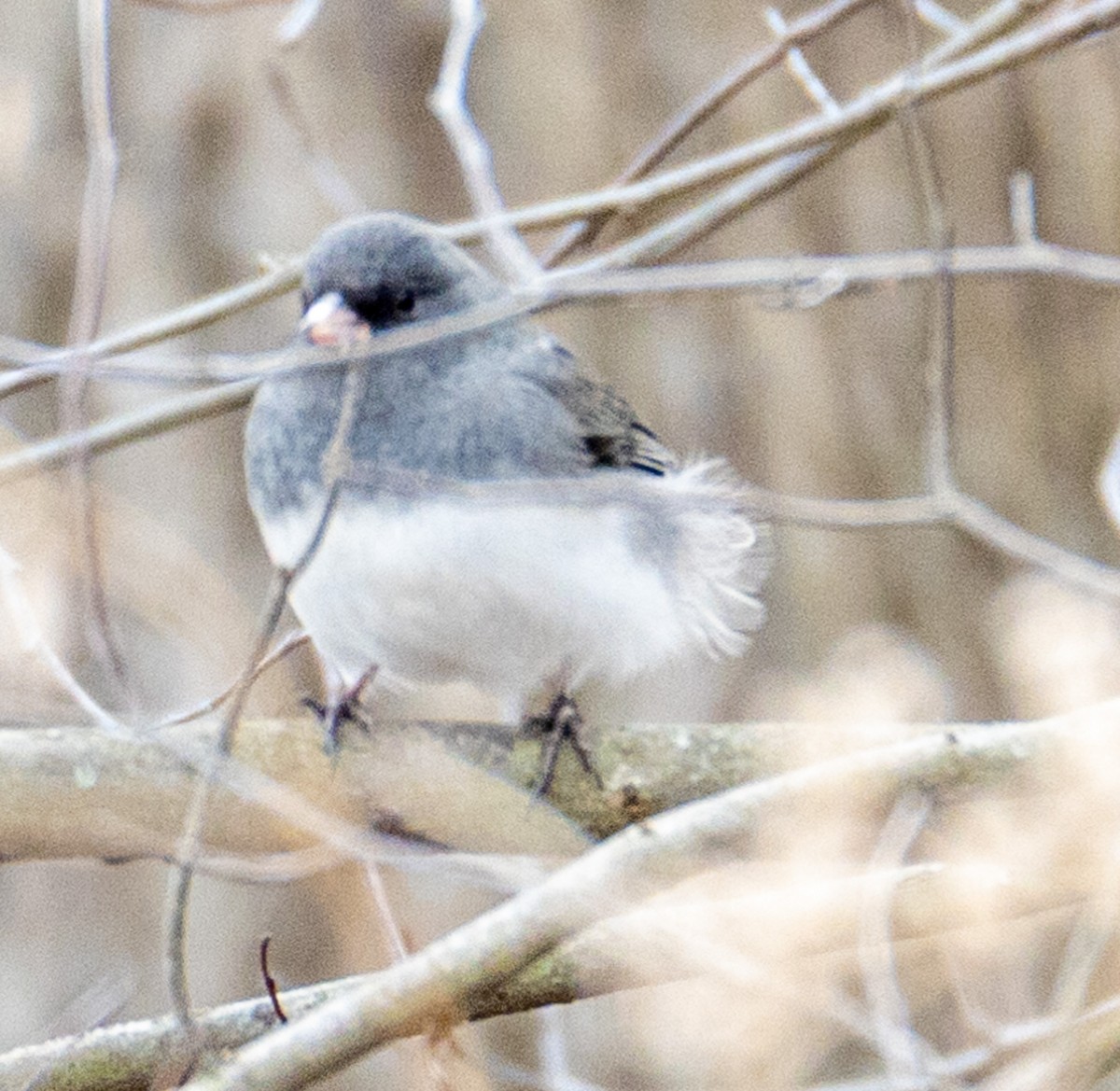 Dark-eyed Junco (Slate-colored) - ML517866901