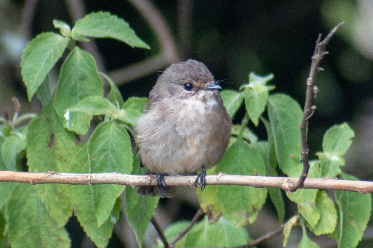 African Dusky Flycatcher - ML517869181