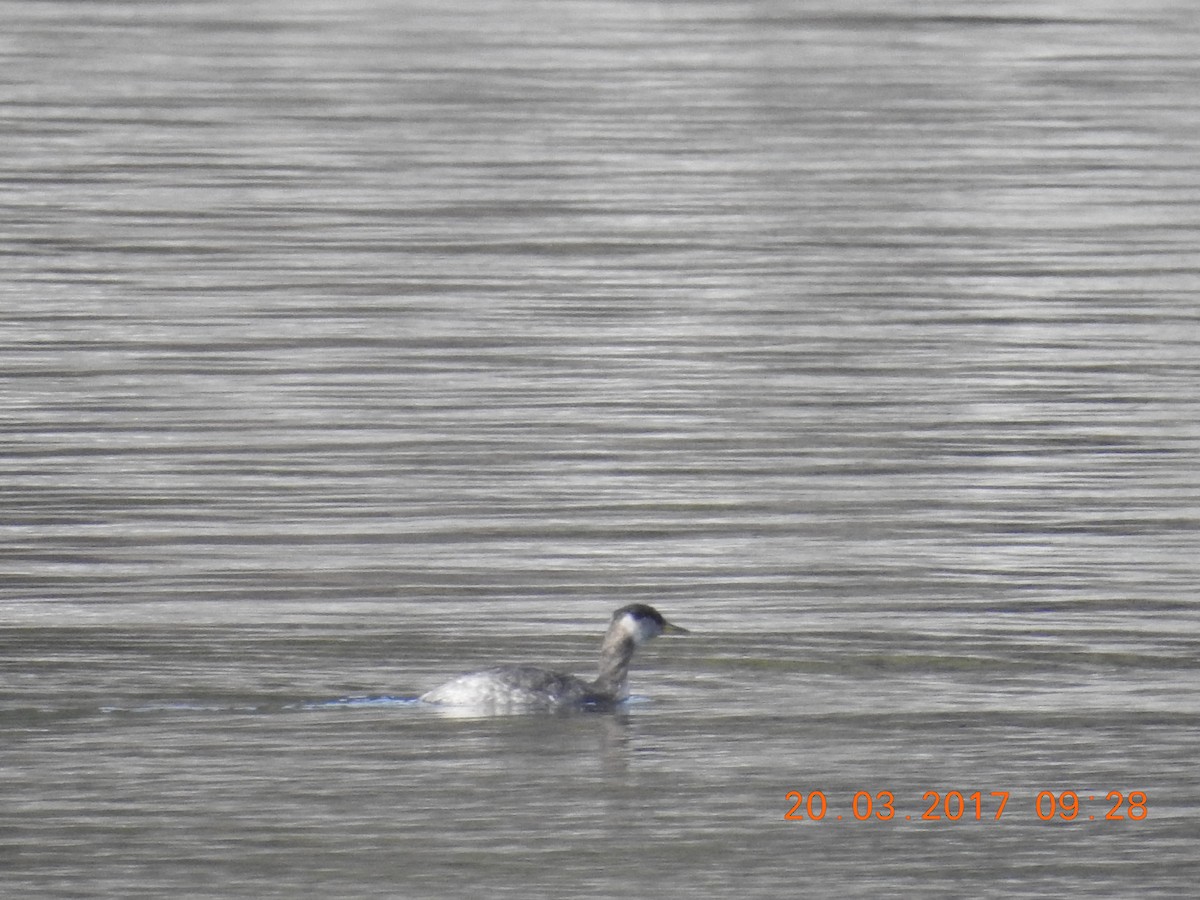 Red-necked Grebe - ML51786921