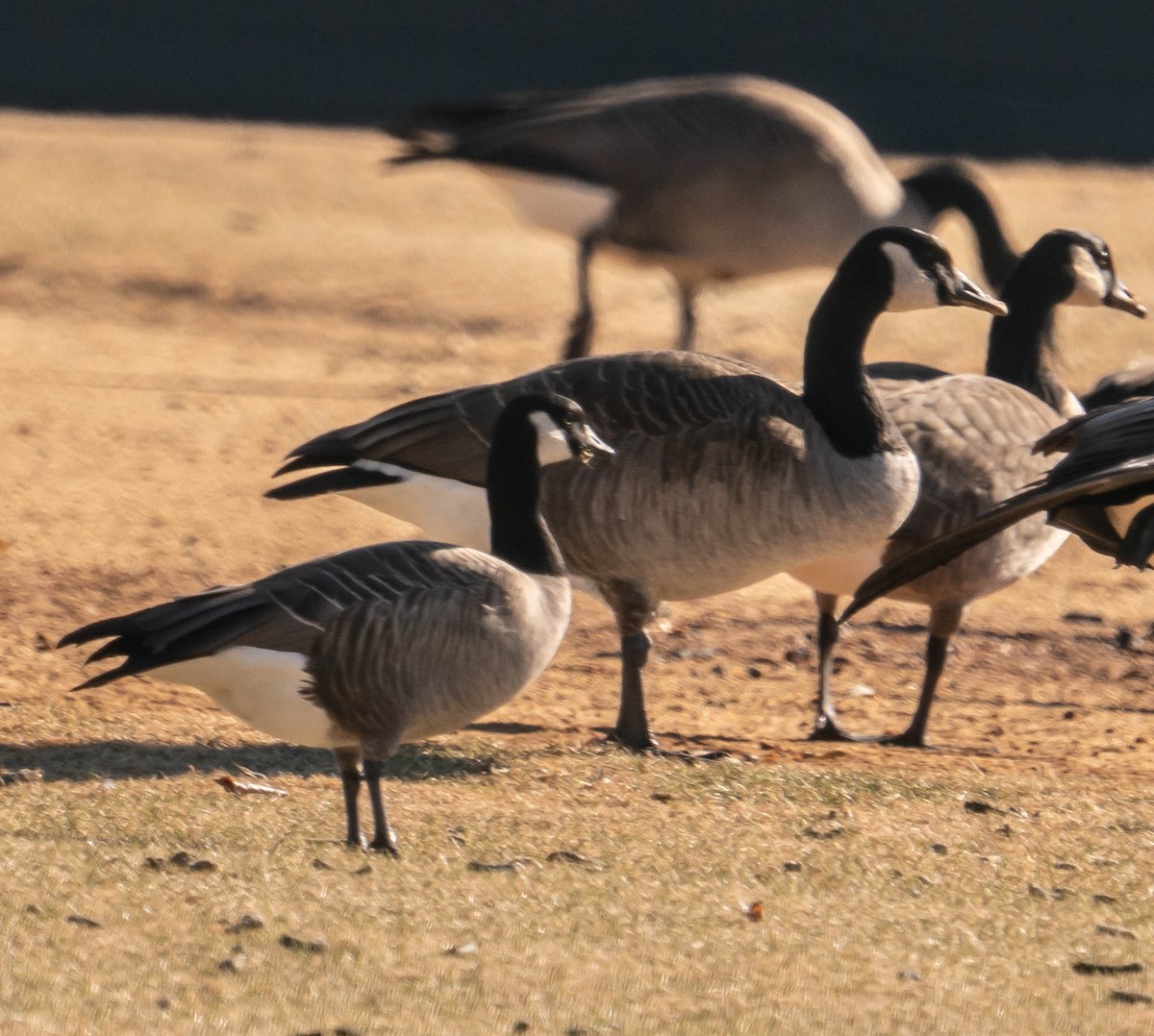 Cackling Goose - ML517869721