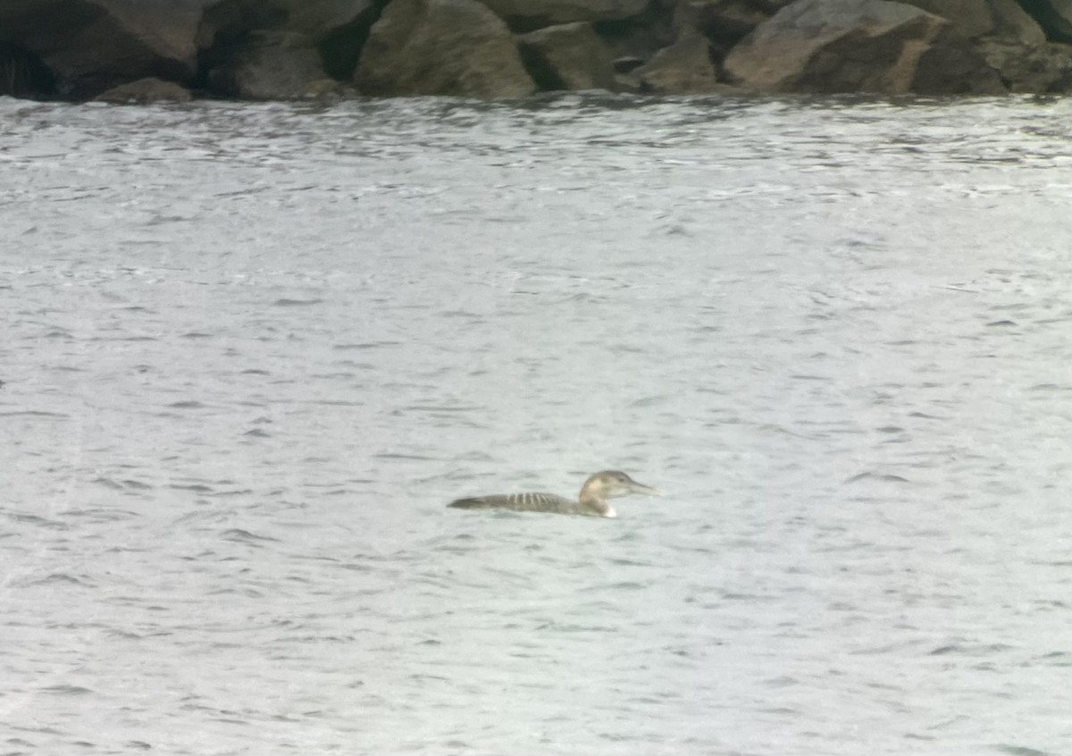 Yellow-billed Loon - ML517870911