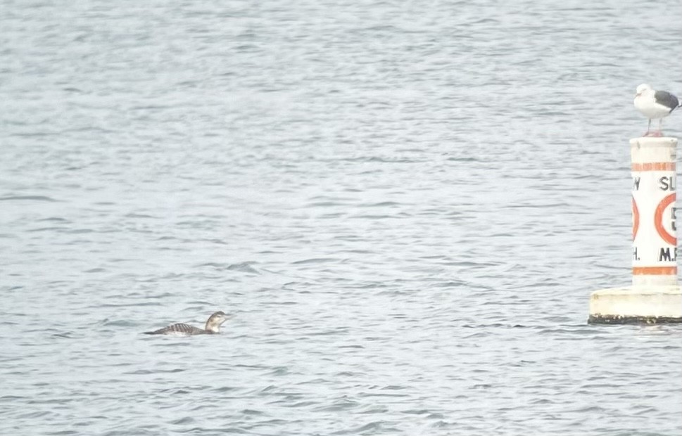 Yellow-billed Loon - ML517870921