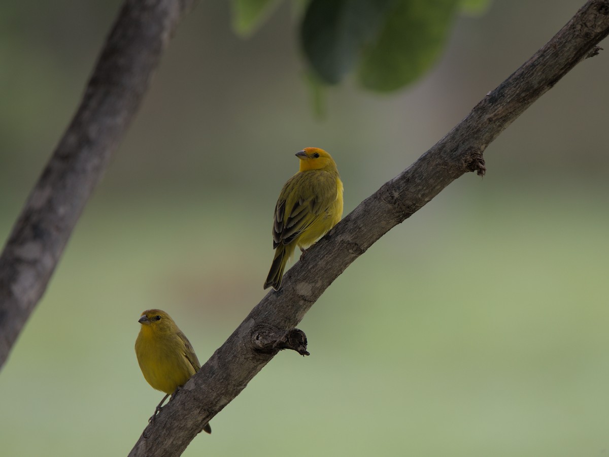 Saffron Finch - ML517872161