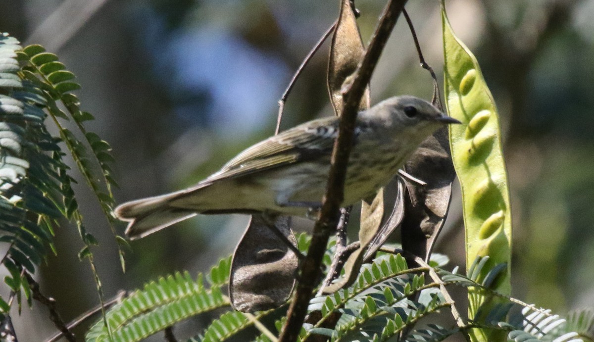 Cape May Warbler - ML517872501