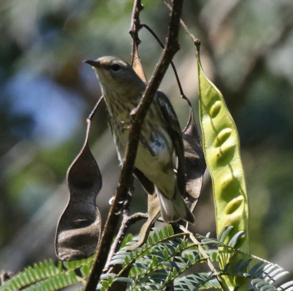 Cape May Warbler - ML517872511