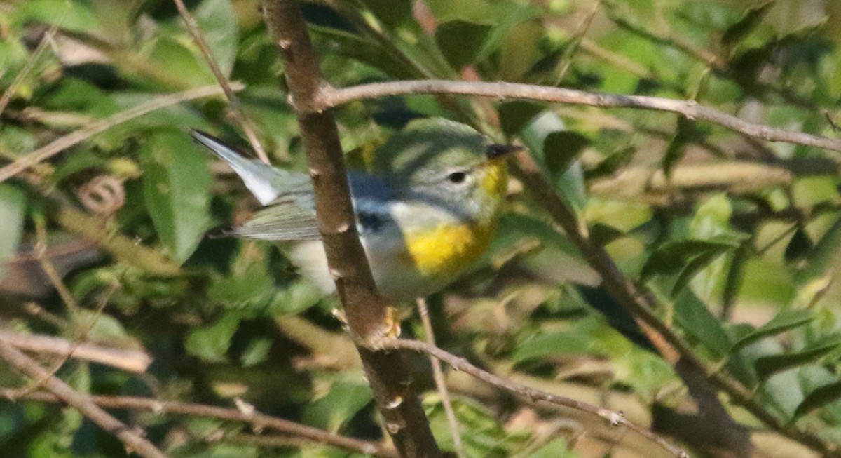 Northern Parula - ML517872661