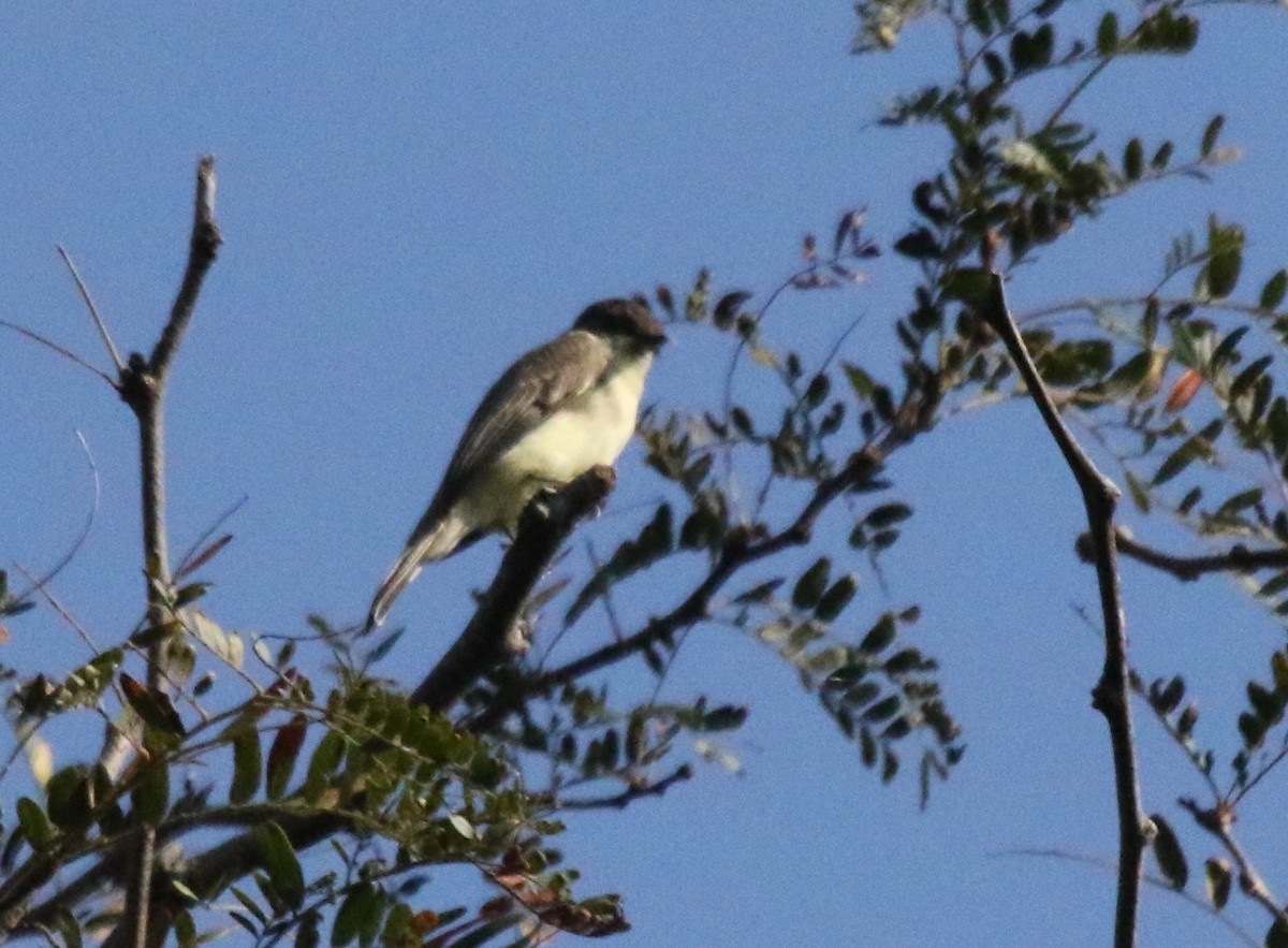 Eastern Phoebe - ML517872831