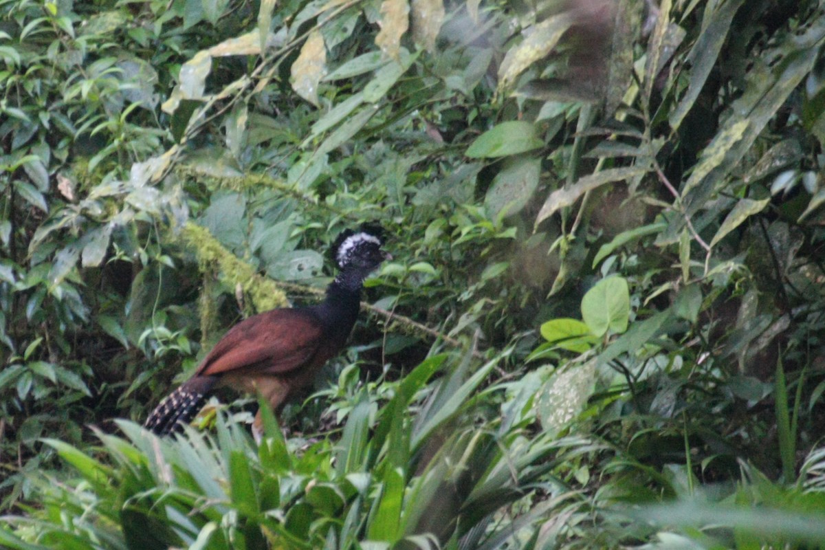 Great Curassow - ML51787331