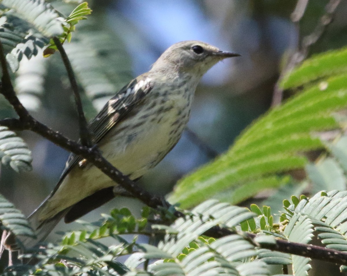 Cape May Warbler - ML517874361