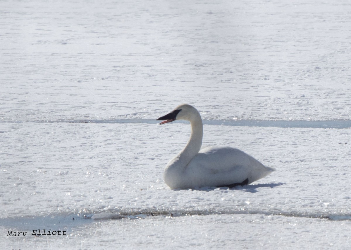 Trumpeter Swan - ML51787621