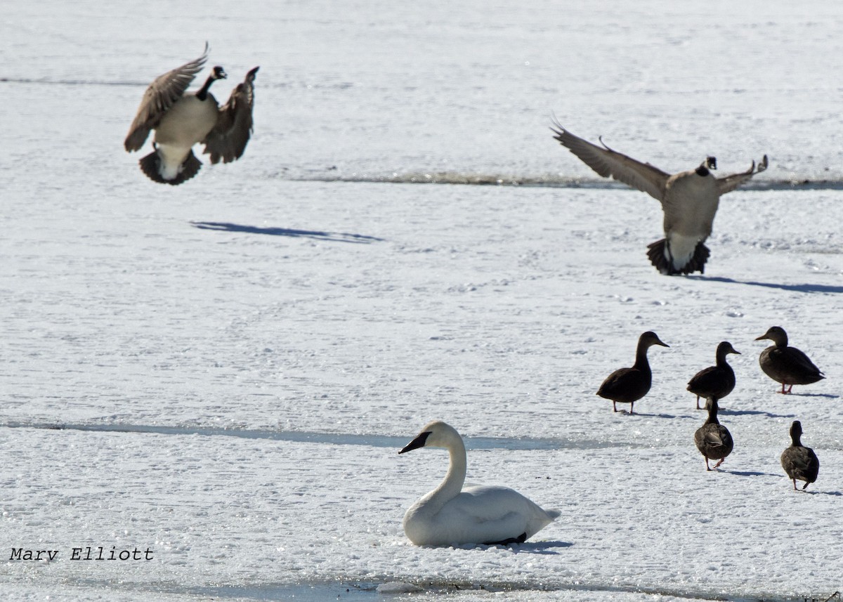 Trumpeter Swan - Marvin Elliott