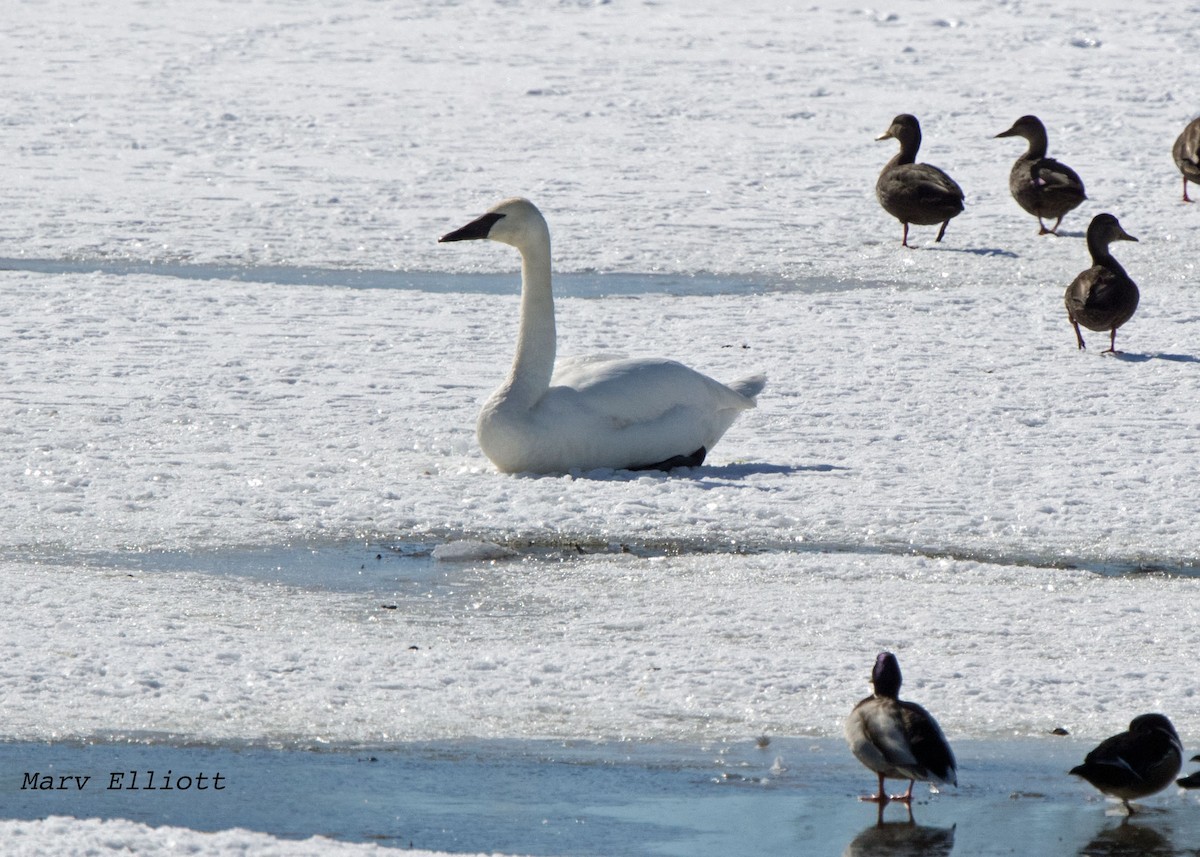 Cygne trompette - ML51787651