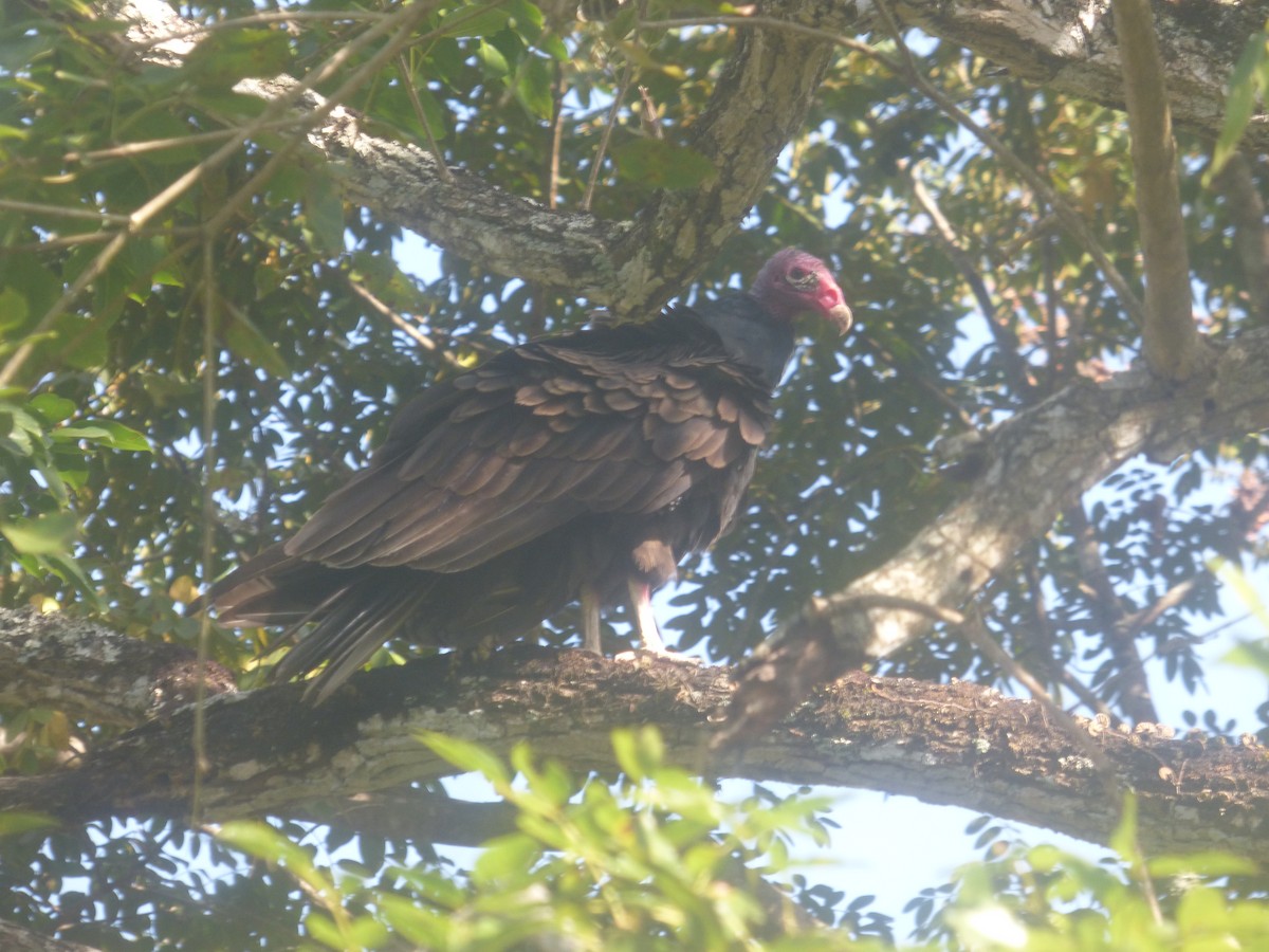 Turkey Vulture - Luis Mieres Bastidas