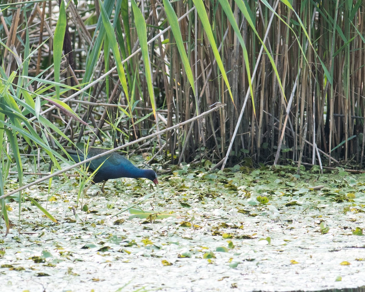 Purple Gallinule - ML517876821