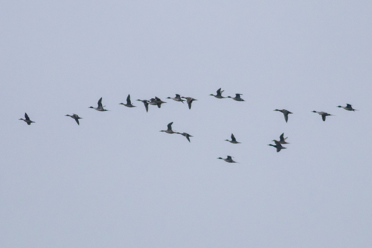 Northern Pintail - ML517877241