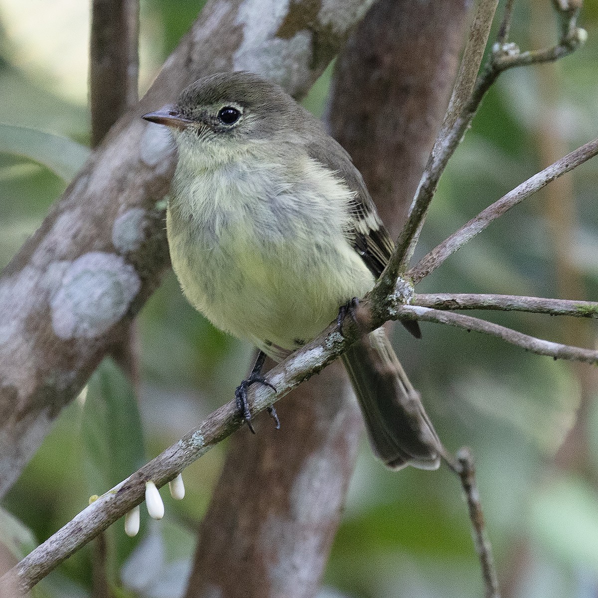 Greater Antillean Elaenia - ML517877741
