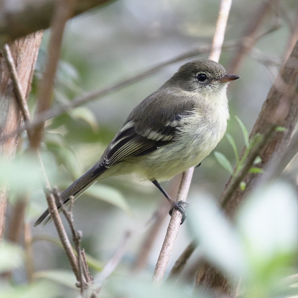 Greater Antillean Elaenia - Gary Rosenberg