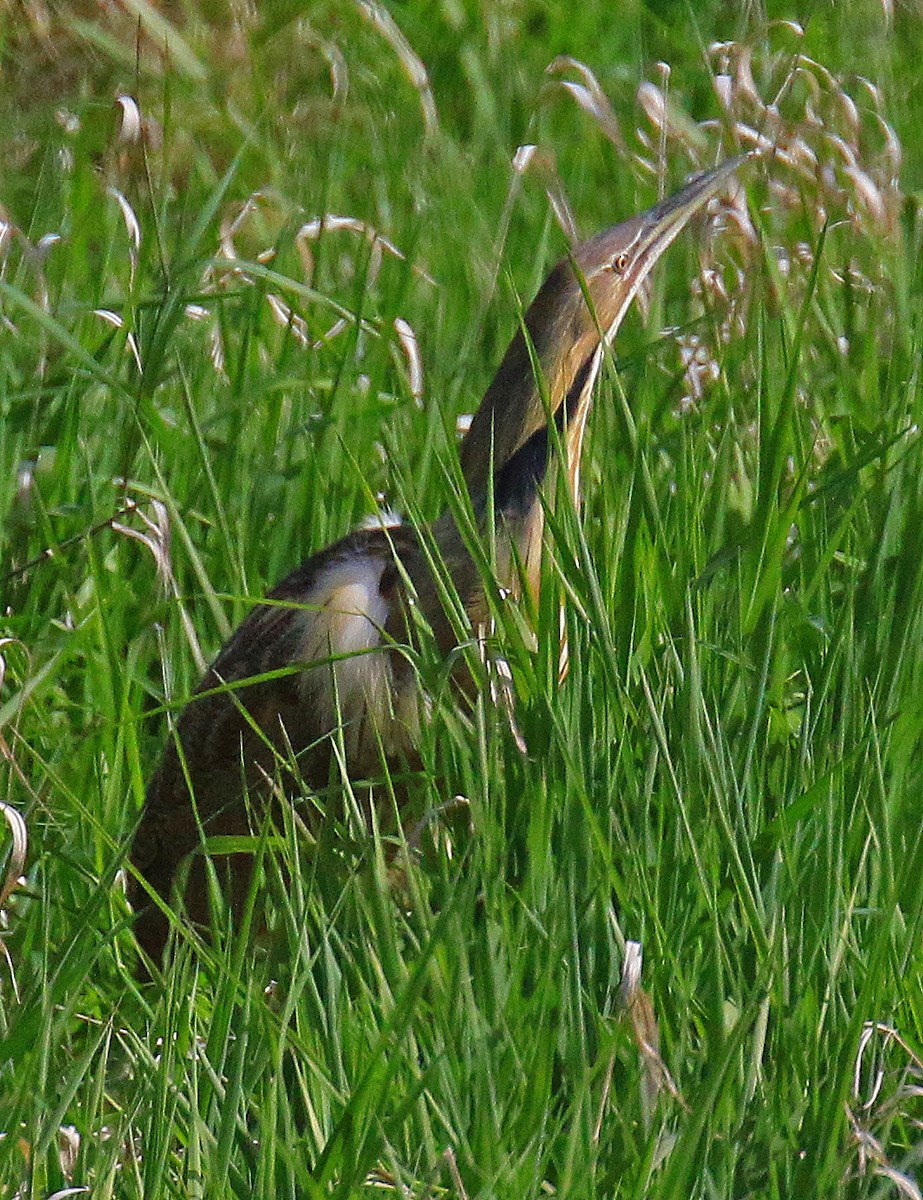 American Bittern - Blair Bernson