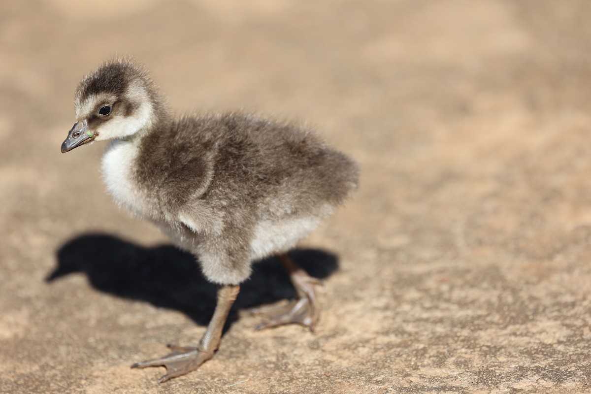 Hawaiian Goose - ML517878421