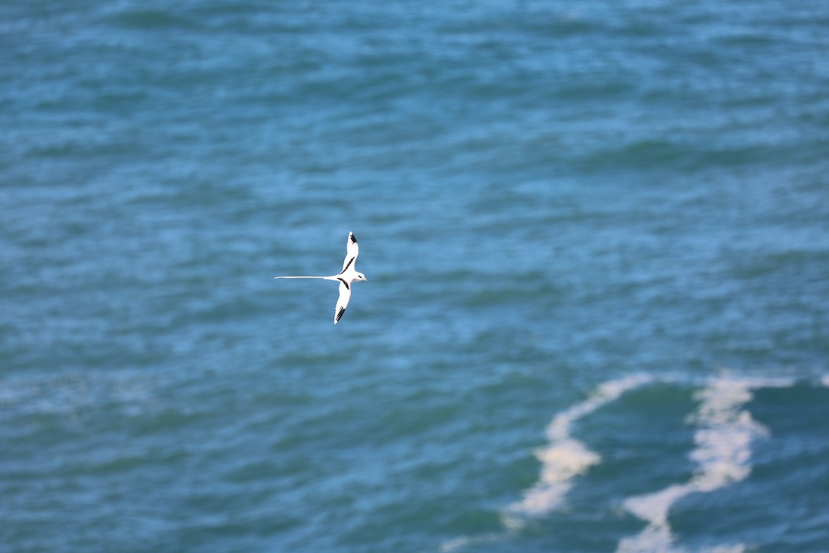 White-tailed Tropicbird - ML517878501