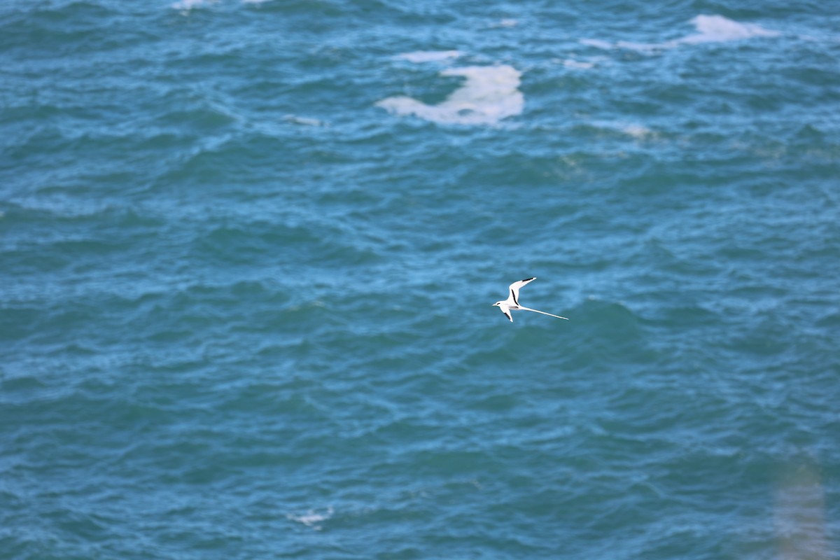 White-tailed Tropicbird - ML517878511