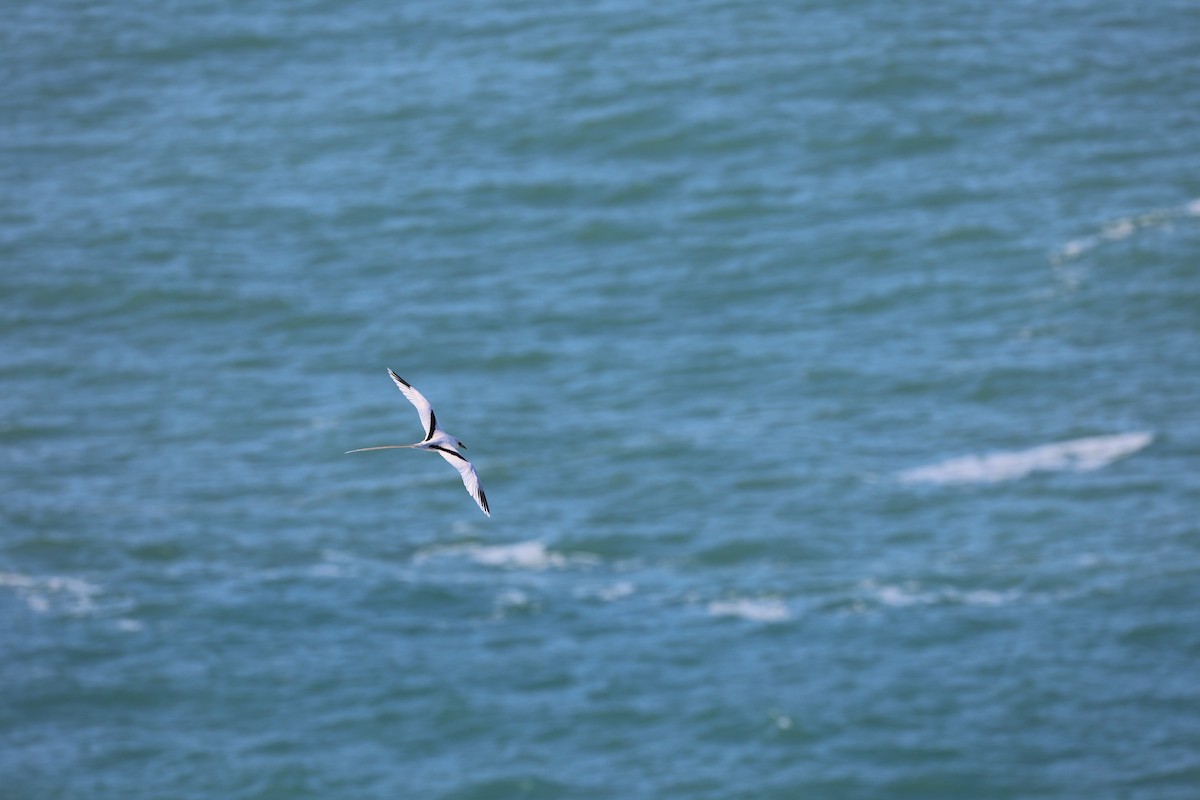 White-tailed Tropicbird - ML517878521