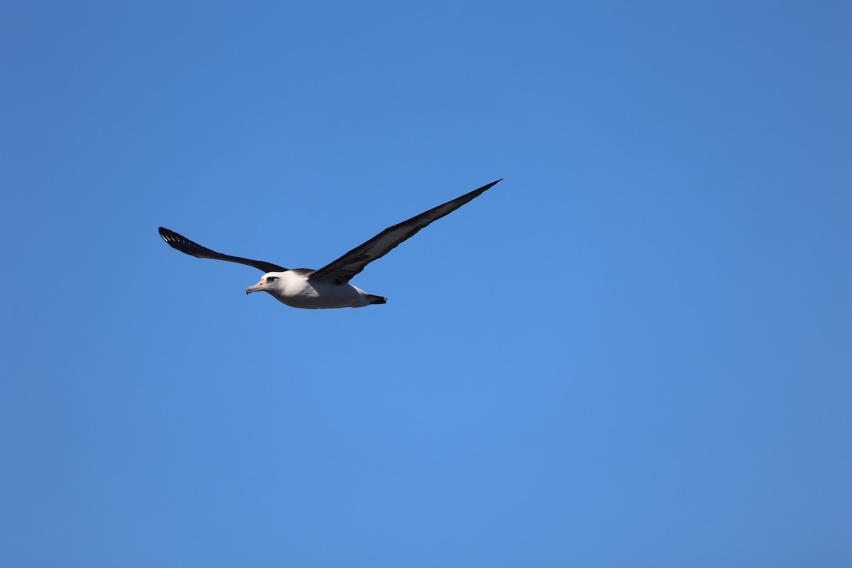 Laysan Albatross - ML517878581