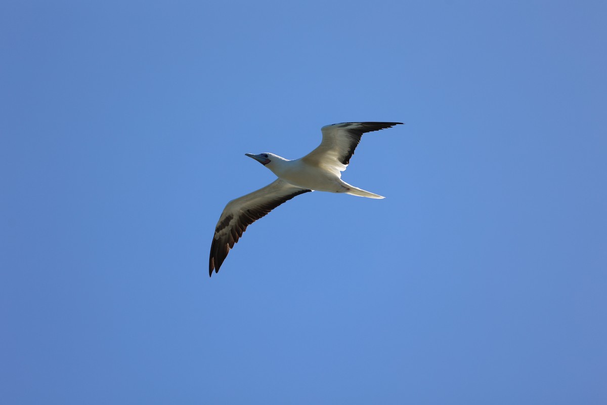 Red-footed Booby - Jamie Harmon