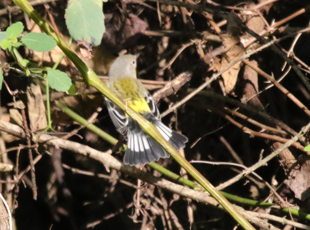 Magnolia Warbler - ML517878861