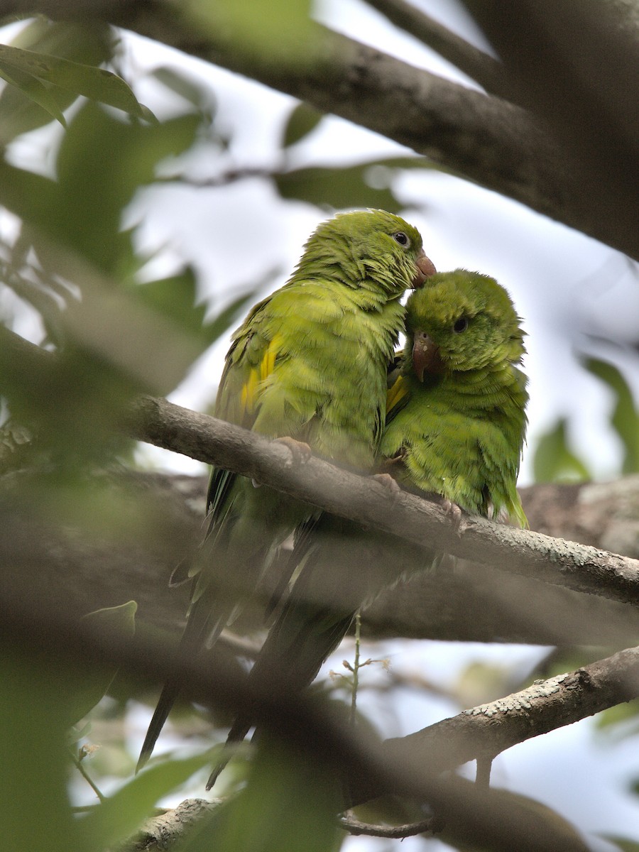 Yellow-chevroned Parakeet - ML517878911