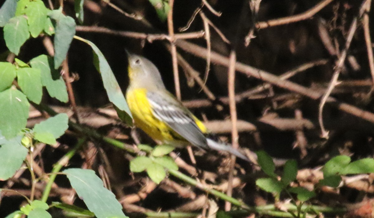 Magnolia Warbler - Jeffrey Blalock