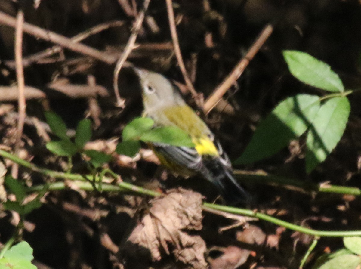 Magnolia Warbler - ML517881051