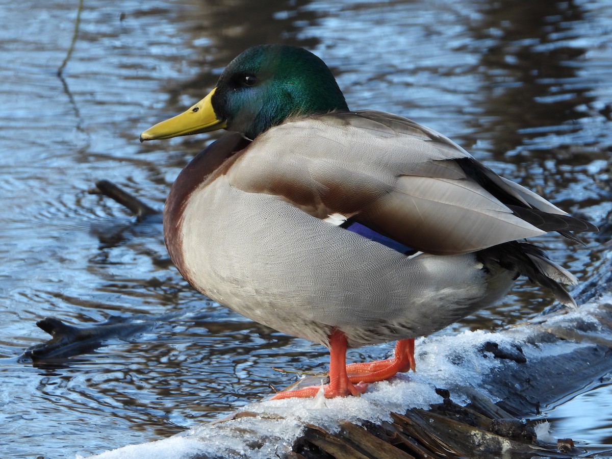 Mallard - Miguel Martín Jiménez