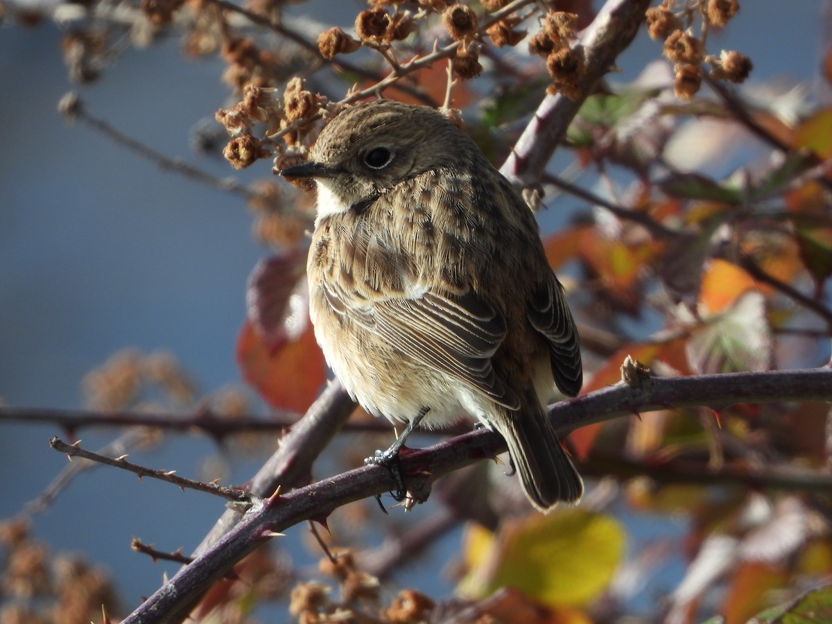 European Stonechat - ML517882611