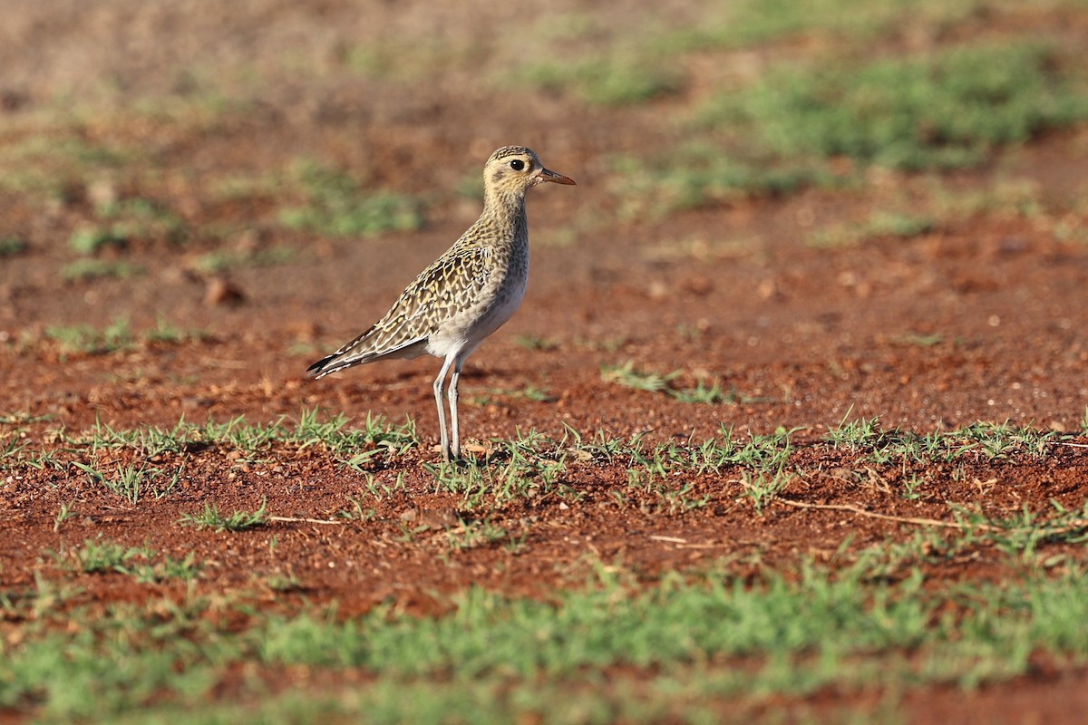 Pacific Golden-Plover - ML517882751