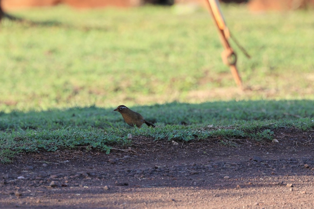 Chinese Hwamei - ML517882771