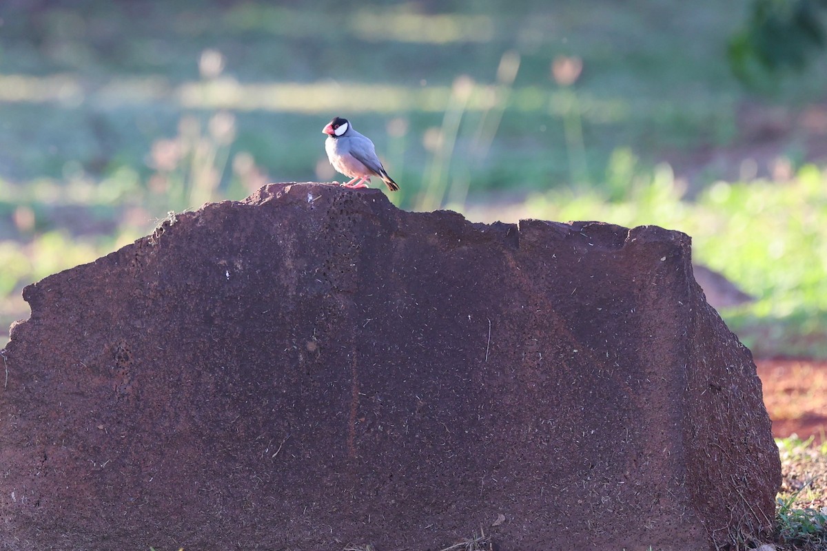 Java Sparrow - ML517882811