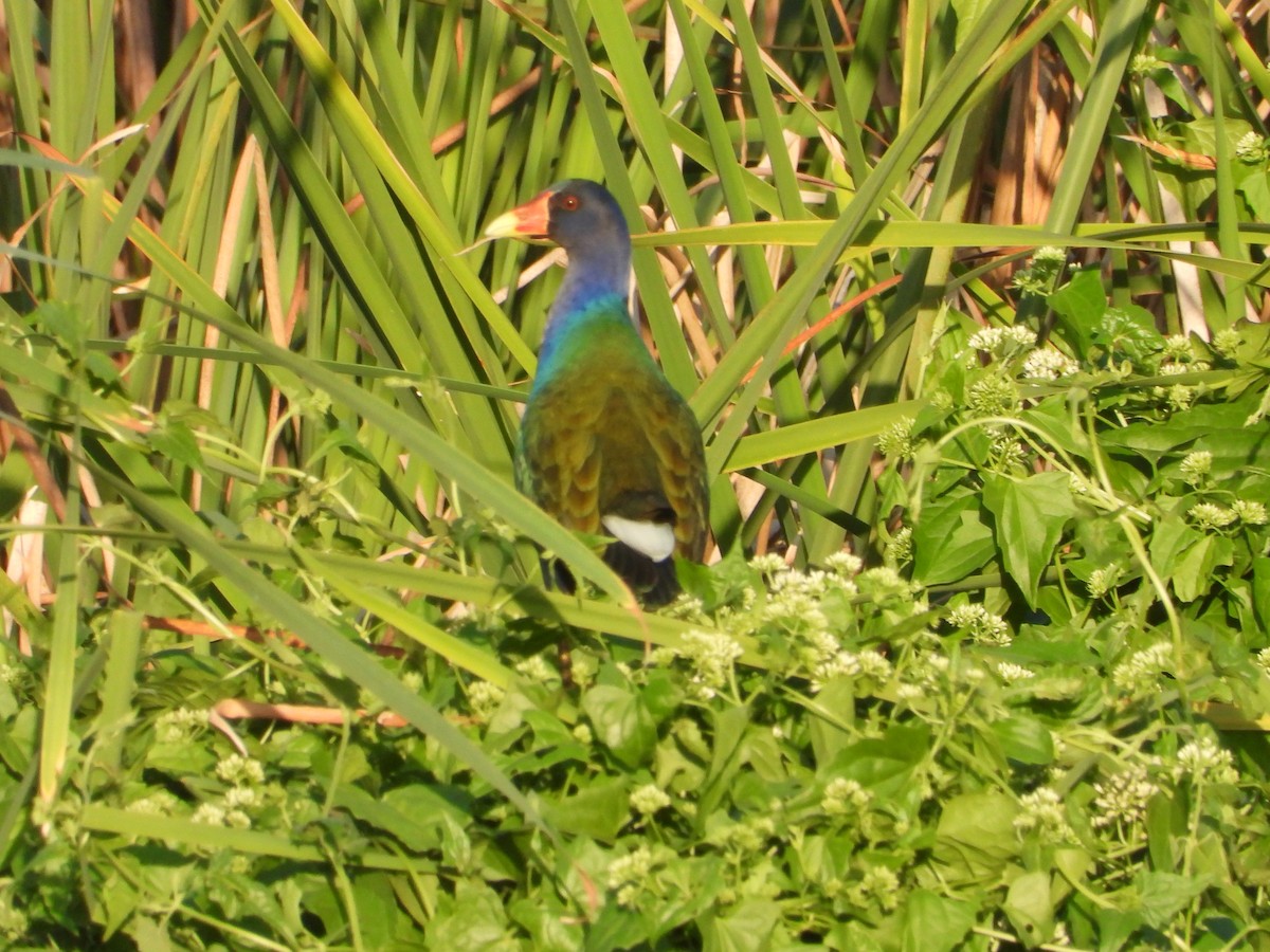 Purple Gallinule - James Telford