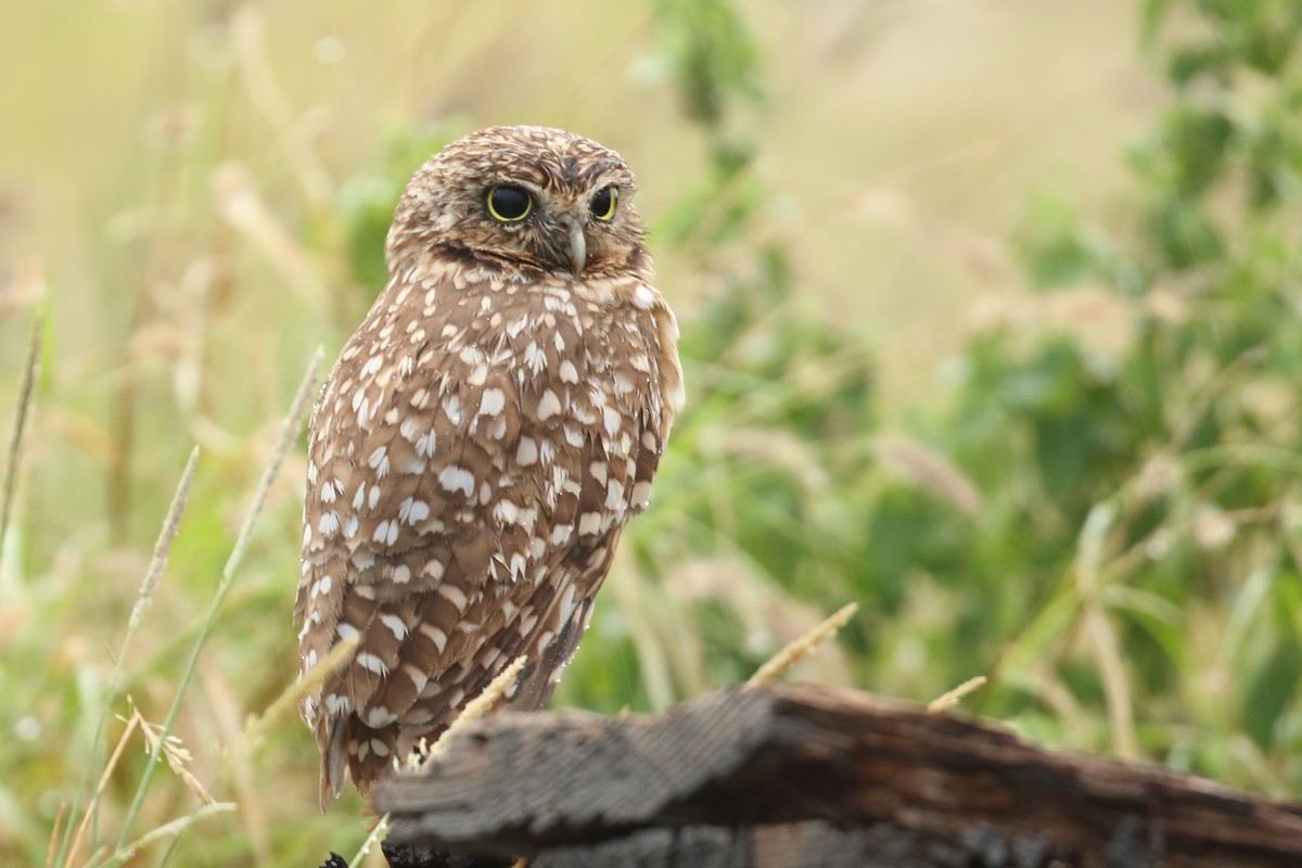 Burrowing Owl - ML517882891