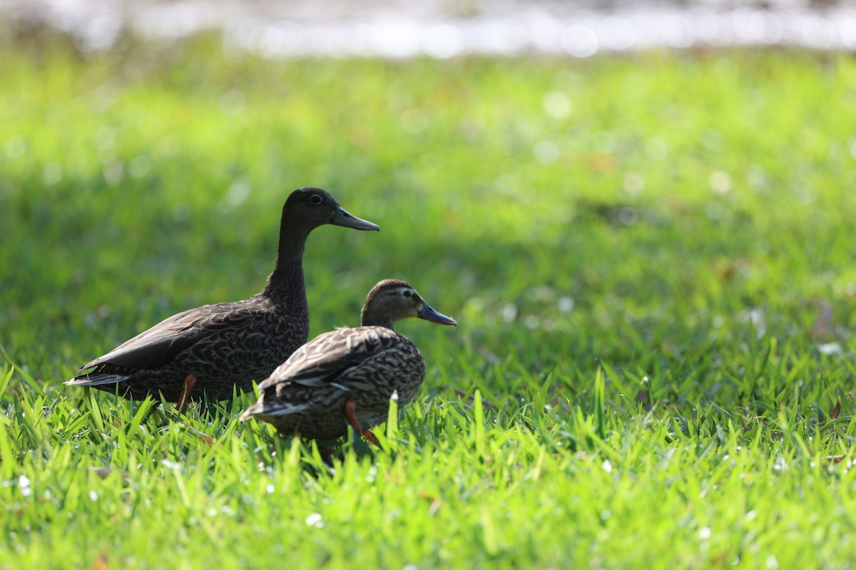 Hawaiian Duck - ML517883091