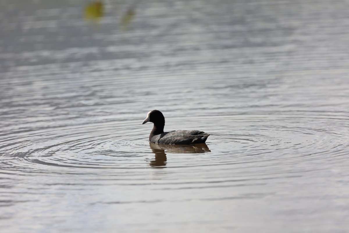 Hawaiian Coot - ML517883161