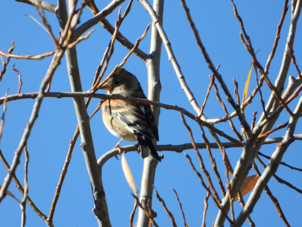 Brambling - Miguel Martín Jiménez